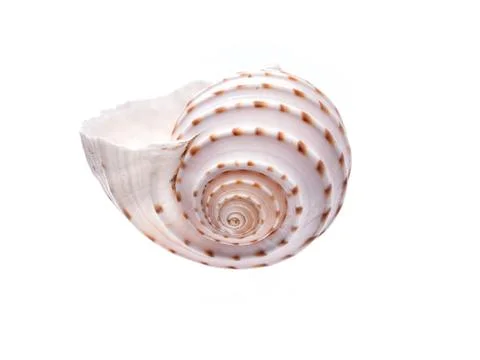 Sea natural shell, original pattern of marine life. Safety Shelter for mollus Foto stock
