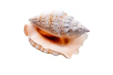 Sea natural shell, original pattern of marine life. Safety Shelter for mollus Foto stock