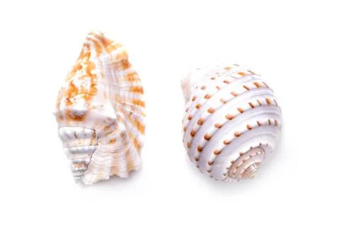 Sea natural shell, original pattern of marine life. Safety Shelter for mollus Foto stock