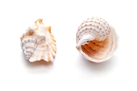 Sea natural shell, original pattern of marine life. Safety Shelter for mollus Stock Photos