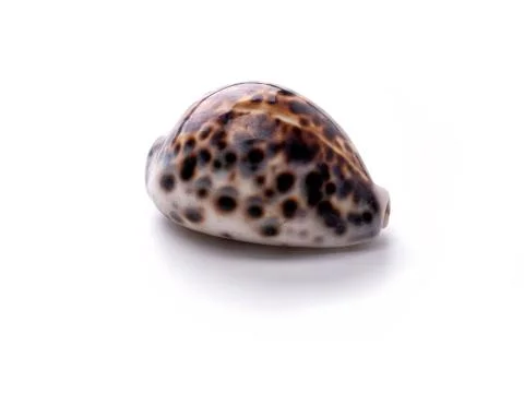 Sea natural shell, original pattern of marine life. Safety Shelter for mollus Stock Photos
