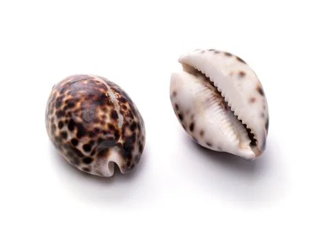 Sea natural shell, original pattern of marine life. Safety Shelter for mollus Stock Photos