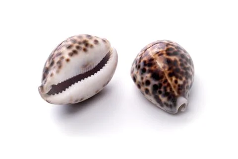 Sea natural shell, original pattern of marine life. Safety Shelter for mollus Foto stock