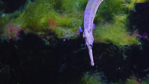 A sea-needle fish  Video stock 244989298