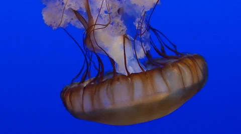 Sea nettle 1 Stock Footage 35424903