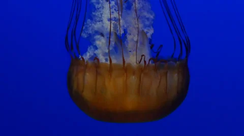 Sea nettle 2 Stock Footage 35424923