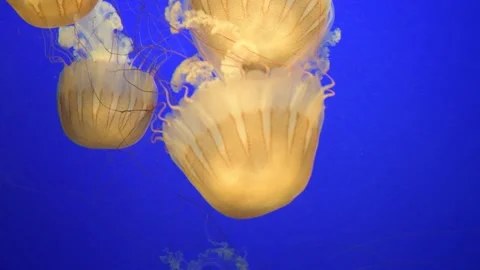 Sea nettle, Chrysaora spp. is a true jelly. Video stock 323245754