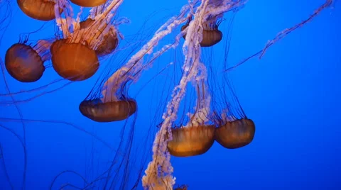 Sea nettle group 動画素材 35424956