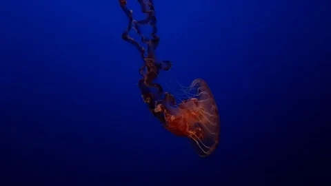 Sea nettle jellyfish Stock Footage 77544572