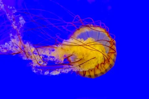 Sea Nettle Stock Photos