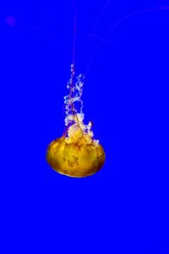 Sea Nettle Stock Photos
