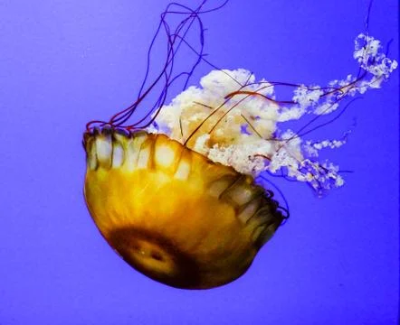 Sea Nettle Stock Photos