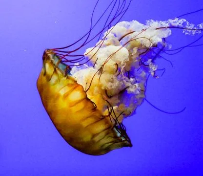 Sea Nettle Stock Photos