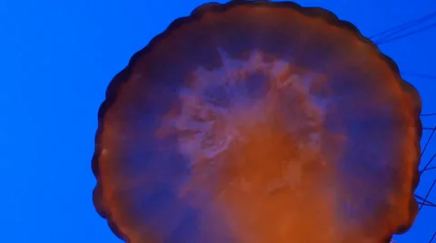 Sea nettle top MS Stock Footage 35426418