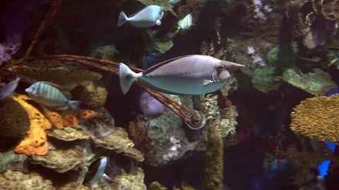 Sea nose fish Stock-Footage 100441706
