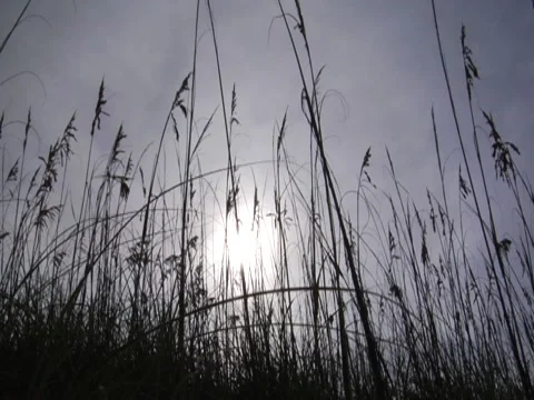 Sea Oat 1 Stock Footage 8693899