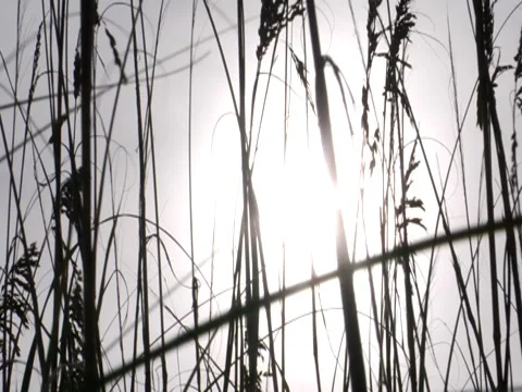 Sea Oat 3 Stock Footage 8693925