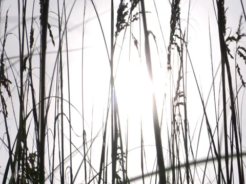 Sea Oat 4 Stock Footage 8693847