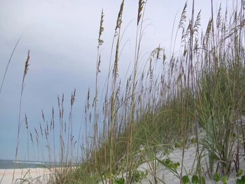 Sea Oat  Stock Footage 8694576