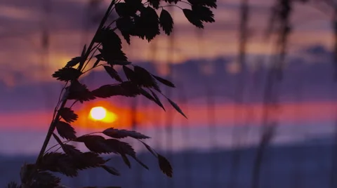 Sea Oat Single Stalk with Sunrise through Sea Oat Buds Stock Footage 63269341