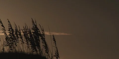 Sea oats on the beach at sunset, medium shot Video stock 103490662