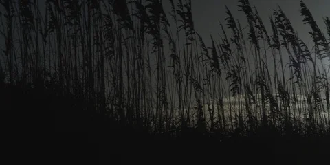 Sea oats on the beach at sunset, medium shot Stock Footage 103490693