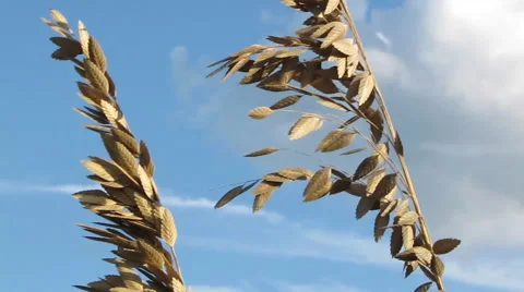 Sea Oats blowing in the wind 스톡 동영상 40066019