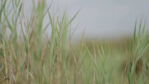 Sea oats blowing in the wind Stock Footage 98863948