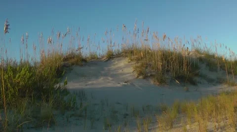 Sea oats dunes Stock Footage 12169704
