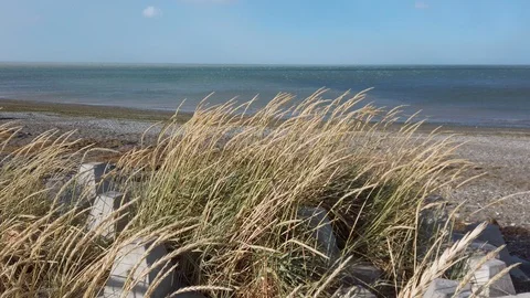 Sea oats in empty windy beach. Strong winds in ocean with seagulls 库存影片 107169277