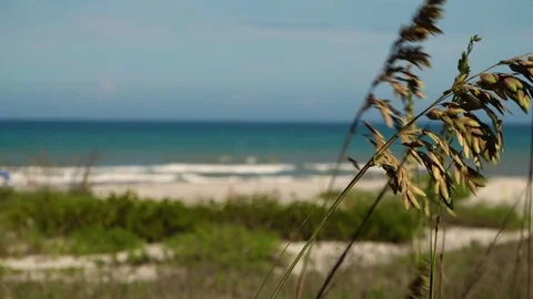 Sea Oats 動画素材 77485465