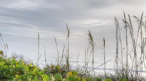 Sea Oats Timelapse Stock Footage 39589388