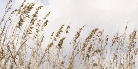 Sea oats waving in the wind Stock Footage 103484944