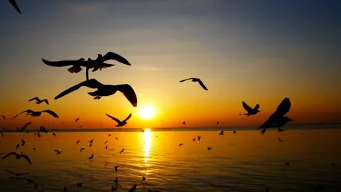 Sea ocean seagulls Video stock 269212904