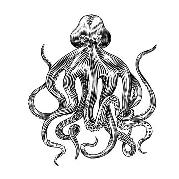 Sea octopus. Engraved hand drawn in old sketch, vintage creature. Nautical or Stock Illustration