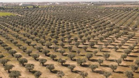 Sea ??of ??olive trees Stock Photos