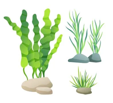 Sea or Aquarium Algae Types Color Illustration Set 스톡 일러스트