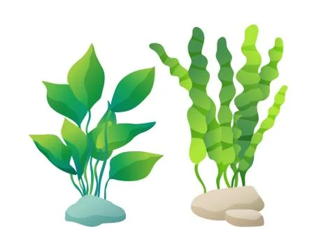 Sea or Aquarium Algae Types Color Illustration Set Stock Illustration