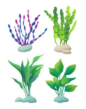 Sea or Aquarium Algae Types Color Illustration Set Illustrazione stock