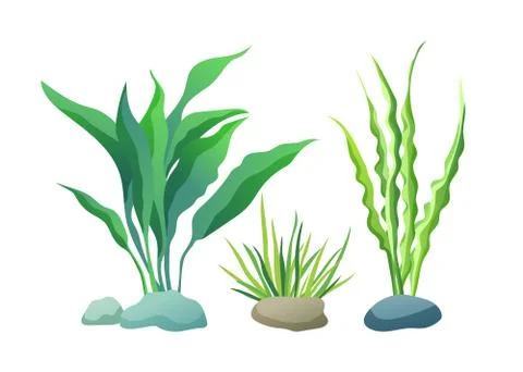Sea or Aquarium Algae Types Color Illustration Set Illustrazione stock