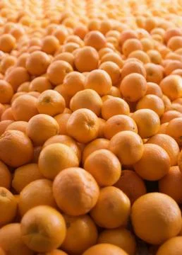 Sea of oranges Stock Photos