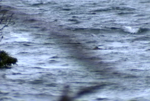 Sea otter 01 Stock Footage 645591