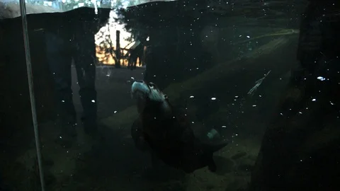 Sea Otter Doing a Back flip Underwater In Aquarium in Colorado Video stock 102416281