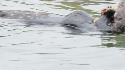 Sea Otter eating crab Stock Footage