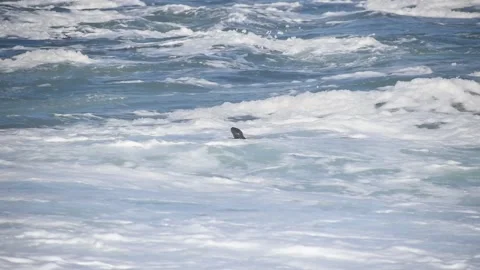 Sea Otter Eating Stock Footage 161863989
