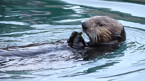 Sea Otter Eats Shellfish Stock Footage