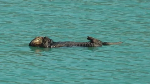 Sea otter floating on its back in the water Stock Footage 219430104