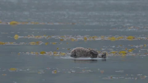 Sea Otter Floating on Its Back with a Pup Among Kelp Stock Footage 347731451