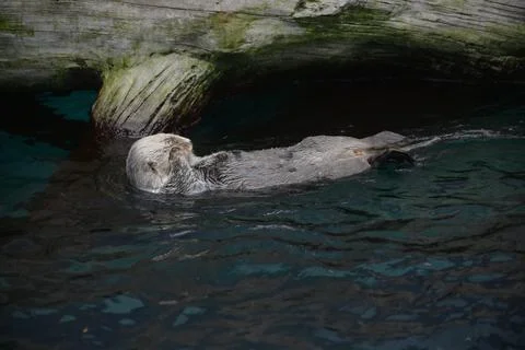 Sea Otter Floating On Its Back Stock Photos
