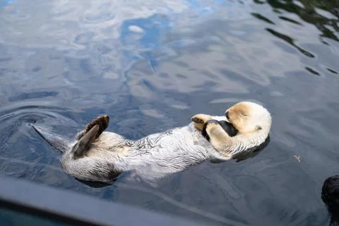 Sea otter floating on its back in aquarium water Foto stock